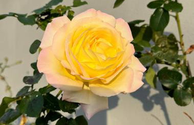 villa flores - Foto 32