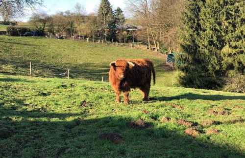 Ferienwohnung und Monteurwohnung Matthies Nähe Köln 30km - Foto 33