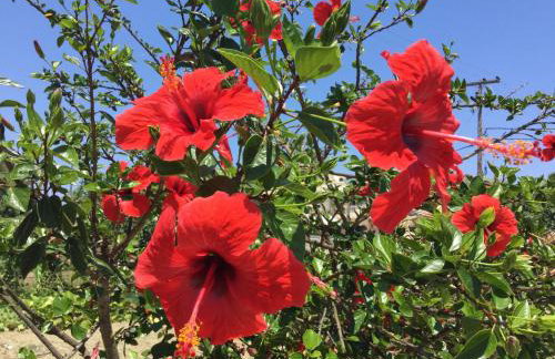 Hotel Villa Basil - Photo 47