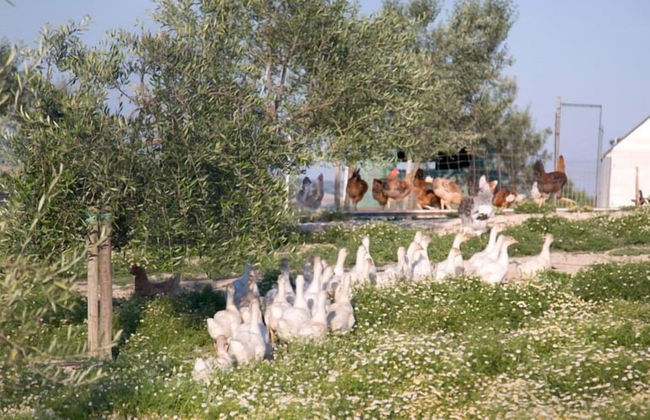 Agriturismo Le Bucoliche - Foto 42