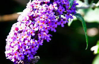 Cosy cottage in Bridport centre - Photo 20