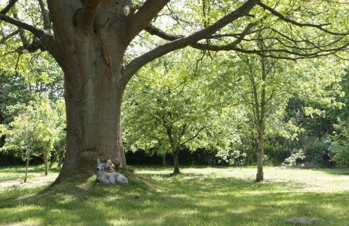 Orchard Cottage - Foto 16