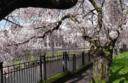 Mycosy 605 - Foto 20