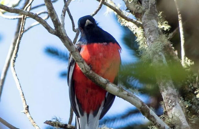 Sítio Mar de Nuvens Chalés de Luxo - Photo 78