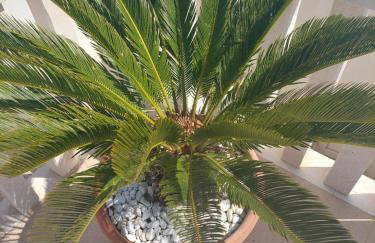 Apartments Zulim - Foto 14