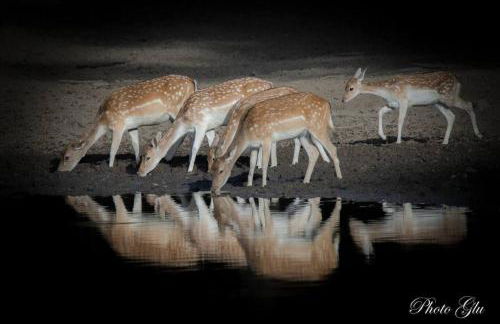 Gîte du Parc Animalier de Boutissaint - Foto 15