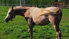 Gîte de Bealieu - Photo 5