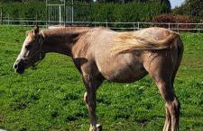 Gîte de Bealieu - Photo 5