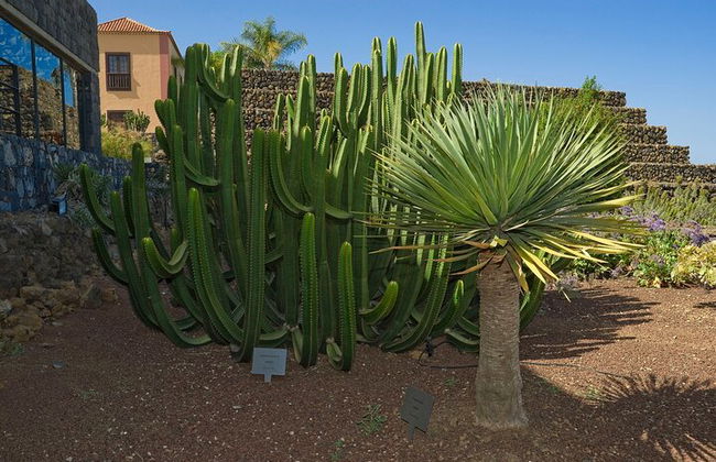 "Pyramiden von Güímar Eintritt PREMIUM Ticket" - Foto 24