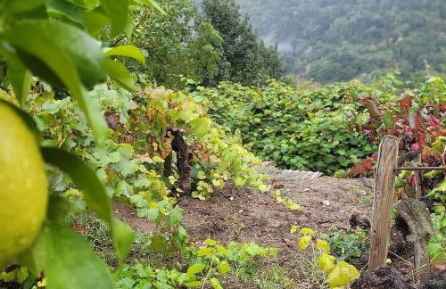 cabaña do rei - Foto 41