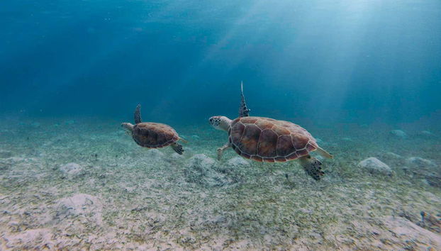 Contemplez la beauté sous-marine