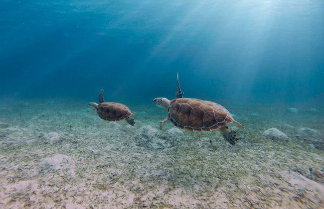 Snorkel en Isla Culebra - Foto 2