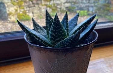 Fern Cottage - Cosy Dales Cottage in Nidderdale - Photo 25