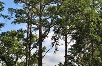 Lake Palestine Family Getaway with Waterfront Deck - Foto 27