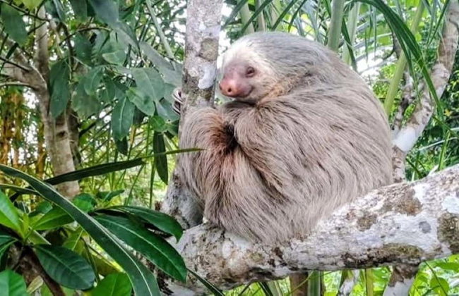 Tortuguero National Park Canoeing Tour - Photo 6