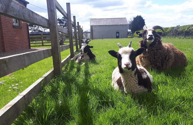 The Shippon -hot Tub ext chg - Superking-log Fire - Foto 28