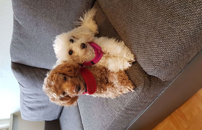 Flat at Diemelsee Near Willingenwinterberg - Foto 17