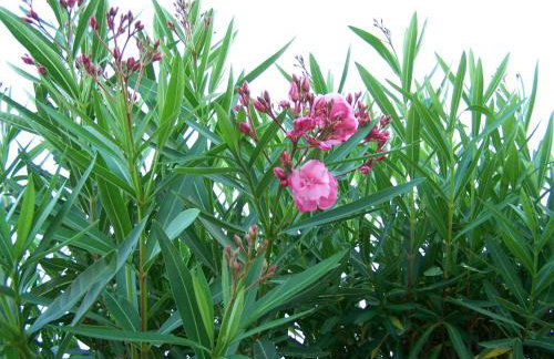 Sea Breeze Apartments Chios - Photo 29