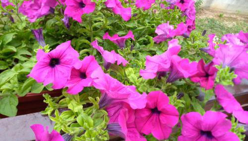 Apartman NINA - Foto 4