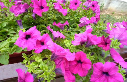 Apartman NINA - Foto 4