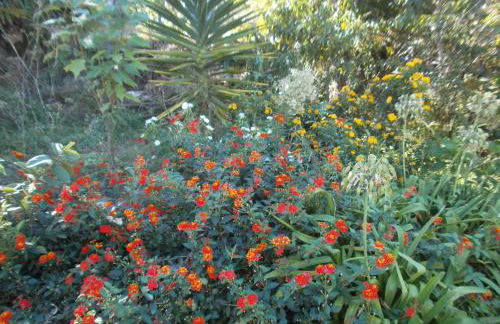 Finca las Palmeras - Foto 48