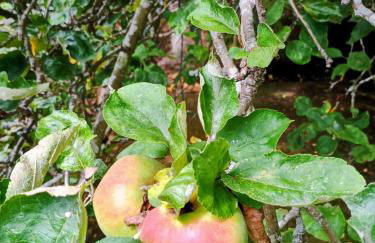 Casa Piñera Cudillero - Foto 42