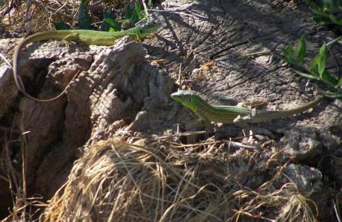 Manolo s olive farm, apartment with seaview - Foto 30
