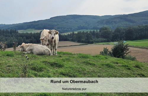 Tobi's Eifelhaus (1-6 Personen) - Foto 32