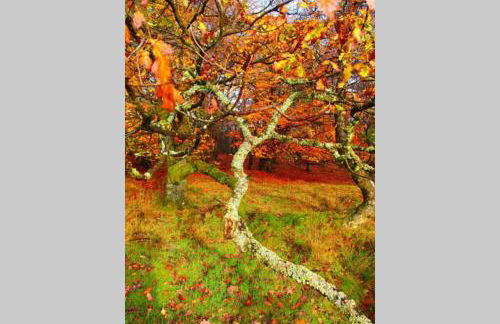 Upper Heath Farm - Stable Cottage Ludlow - Foto 46