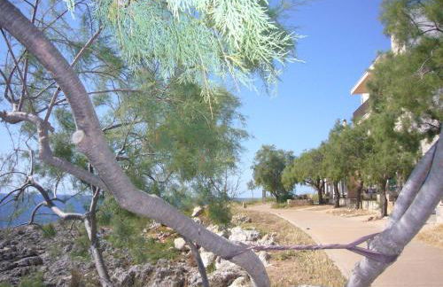 Fonoll Mari - Foto 53