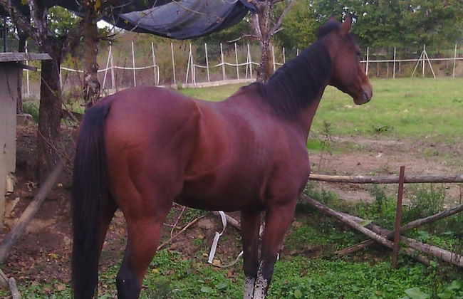 Artisti del Cavallo Tourism - Foto 21