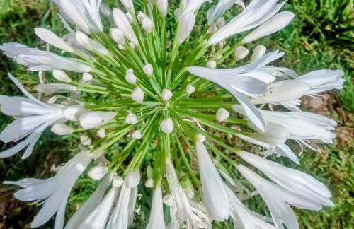 Casa Virginia - Foto 43