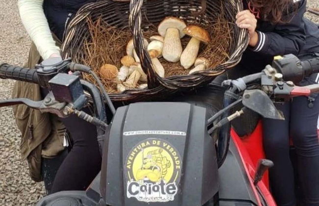 Mushroom Picking Quad Tour - Photo 6