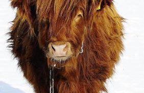 Domy Konesera - Foto 31