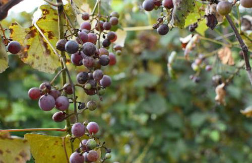 East Tennessee Family Mountain Retreat with Private Vineyard - Photo 40