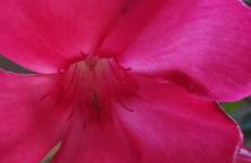 Bloom Apartment - Foto 40