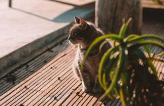 João Jungle - Foto 20