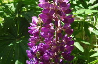 Le pic-vert - Foto 8