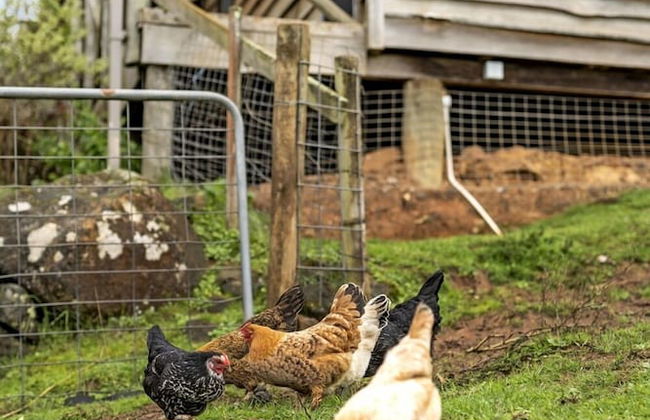 Mole Creek Cabins - Photo 77