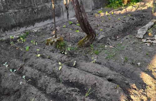 Casinha da Horta com Jacuzzi - Foto 18