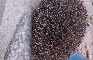 Agroturystyka Porbady - Foto 6