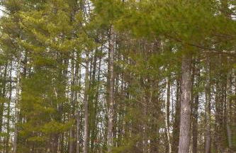 Secluded Catskills Cabin , Cozy and Private - Foto 48