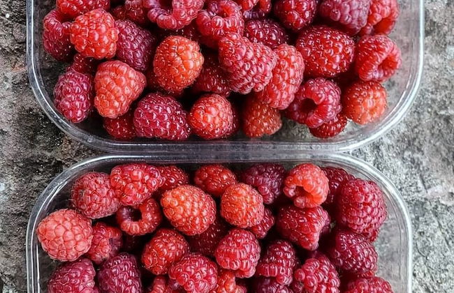 Agriturismo Sinciano - Foto 20