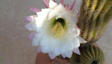 Appartamento Via Adriatica Nord - Foto 3