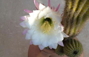 Appartamento Via Adriatica Nord - Foto 3