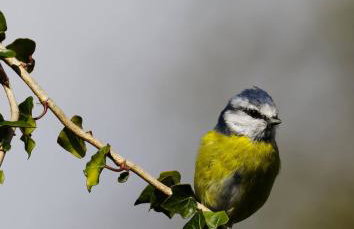 Elm Tree Cottage - Photo 8