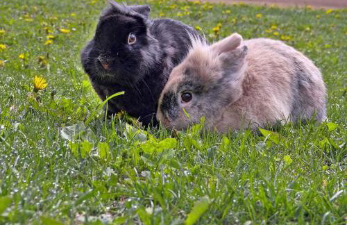 Landurlaub Wittmann - Foto 24