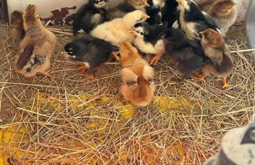 Bergchalet Mirabell - Hofgut - Foto 22