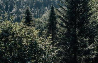 Brenna Leśnica - Foto 41