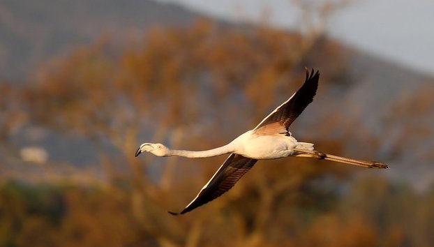 Medio día de observación de aves alrededor de Faro - Foto 3, Flamenco